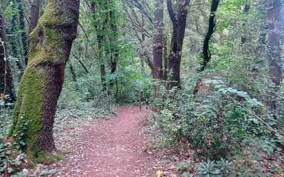 Risque de chute d’arbres : les parcs et la forêt de La Baule-Escoublac interdits au public