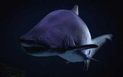 Valentine, requin taureau emblématique de l’Océarium du Croisic, s’en est allée