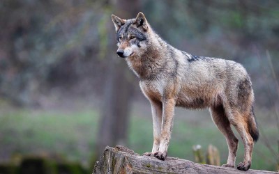 Prédation du loup : les éleveurs de Loire-Atlantique éligibles à des aides