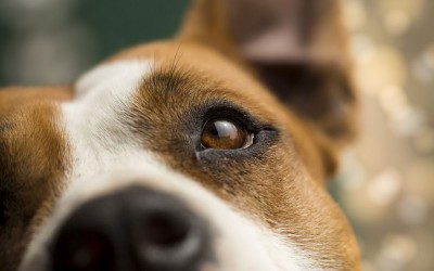 Guérande : Anim’ô Espoir 44 organise son premier vide-grenier solidaire