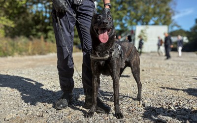 À Saint-Nazaire, l’unité cynophile mène un combat “tous azimuts” contre le trafic de stupéfiants