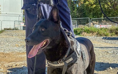 Saint-Nazaire : le flair du “chien stups” mène à 2 interpellations à la Trébale