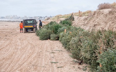 Pornichet : 200 sapins de Noël pour protéger les dunes