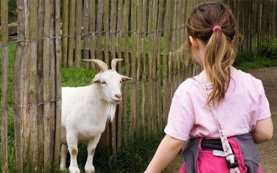 Trignac : la fête de la Dis Vert Cité célèbre la nature en grand format ce samedi