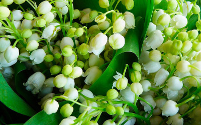 Muguet du 1er mai : La Baule serre la vis dans la rue