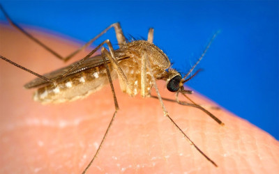 Loire-Atlantique : la circulation du virus du Nil occidental confirmée par l’ARS