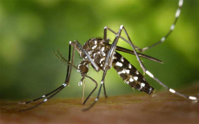 Près de Nantes : une opération nocturne de traitement insecticide après un cas de dengue