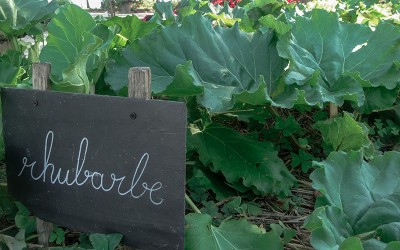Encore un mois pour visiter le potager du Jardin des Plantes