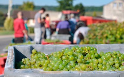Emplois saisonniers agricoles : 3 997 postes à pourvoir en Loire-Atlantique