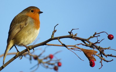 Comptage national des oiseaux de jardin les 27 & 28 janvier 2018