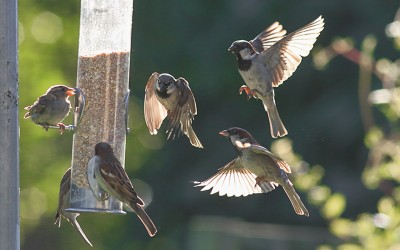 Idée confinement : participez à un inventaire des oiseaux de jardin