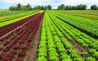 Loire-Atlantique : 4806 jobs saisonniers agricoles à pourvoir