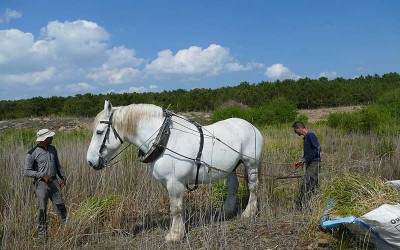 Saint-Brévin : un cheval pour lutter contre les plantes invasives