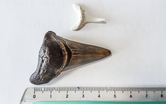 Insolite : un pêcheur trouve une dent de requin préhistorique au large du Croisic