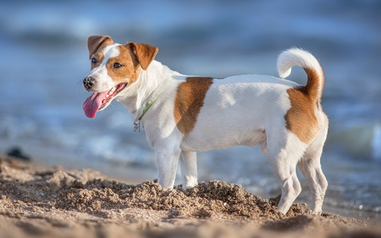 Saint-Nazaire : la ville interdit les chiens sur les plages