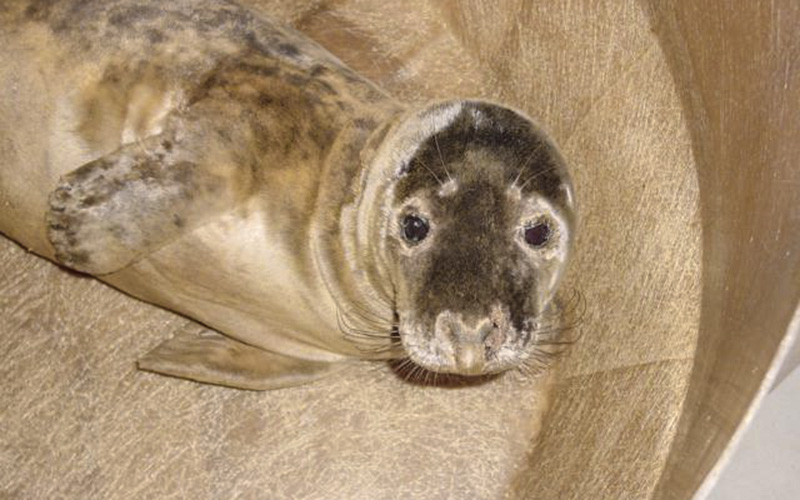 Océarium du Croisic : correspondant Pelagis depuis près de 25 ans
