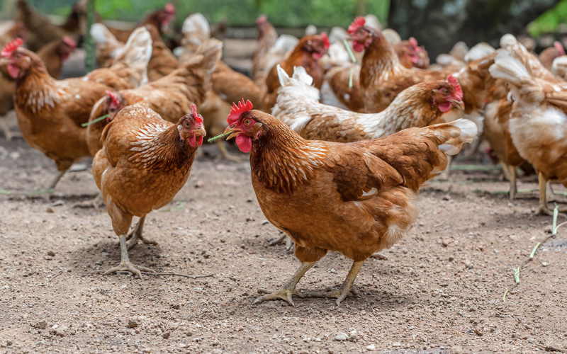 Loire-Atlantique : adoptez une poule et sauvez-la de l’abattoir