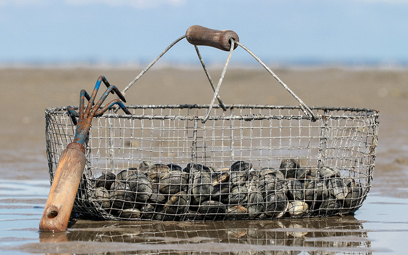 Loire-Atlantique : extension des interdictions de pêche à pied