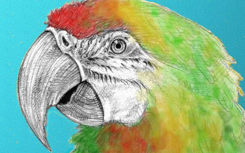 Saint-Nazaire : les commerçants du Paquebot à l’heure Brésilienne