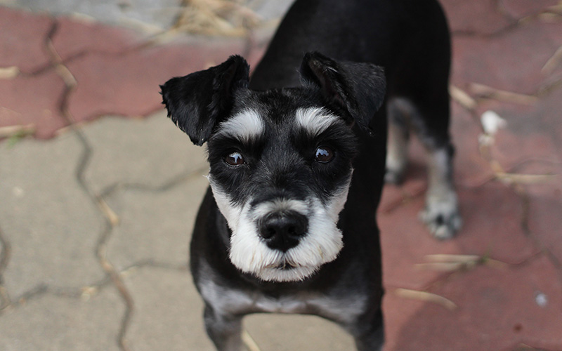 Pays-de-la-Loire : la Fondation 30 Millions d’Amis au secours de 11 refuges de la région