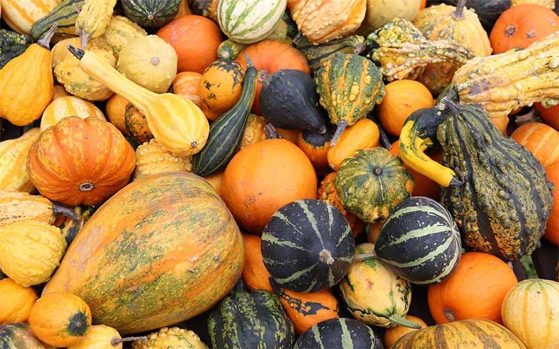 Halloween : les courges sont-elles toutes comestibles ?