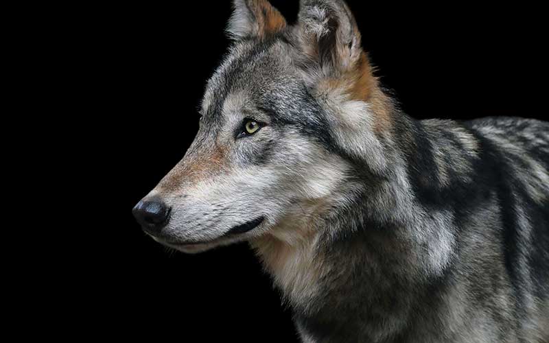 Un cadavre de loup identifié à Saint-Brévin