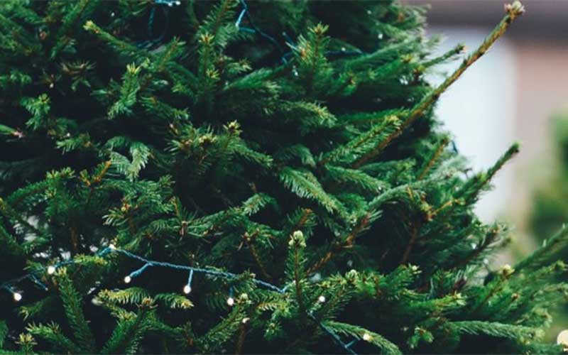 Saint-Nazaire : les jours d’enlèvement des sapins de Noël