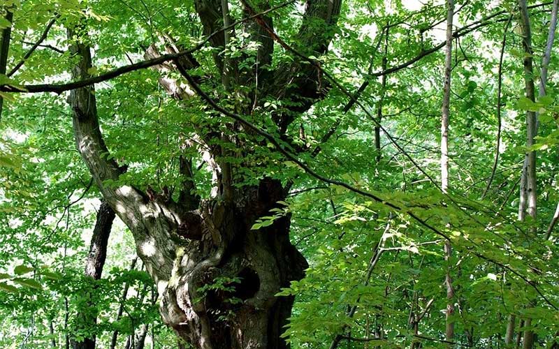 La ville du Pouliguen va planter 3000 arbres sur la plaine de jeux de Cramphore