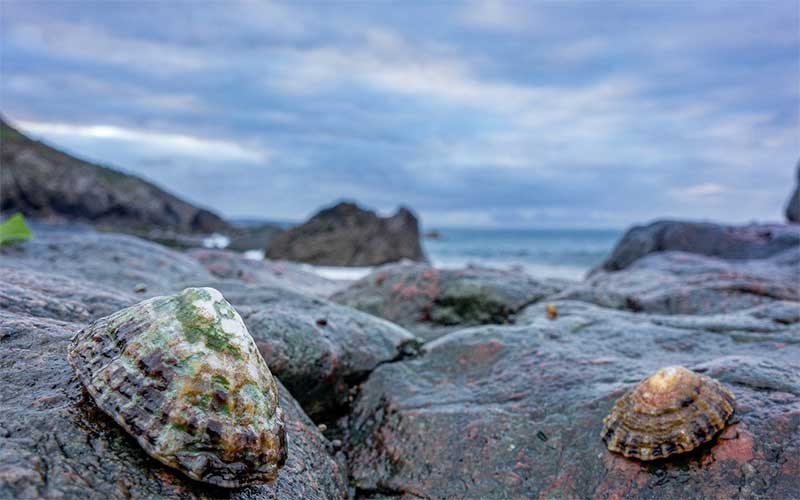 Bernic & Clic : une appli pour apprendre à reconnaître les espèces du bord de mer